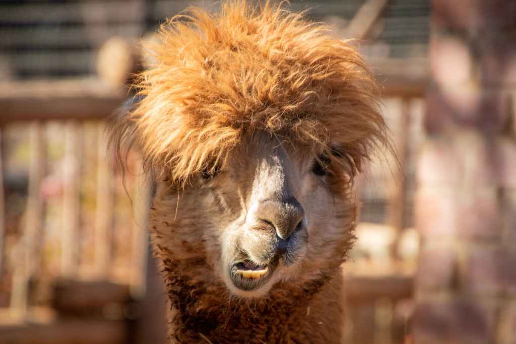 Why Llamas Are the Best Pets